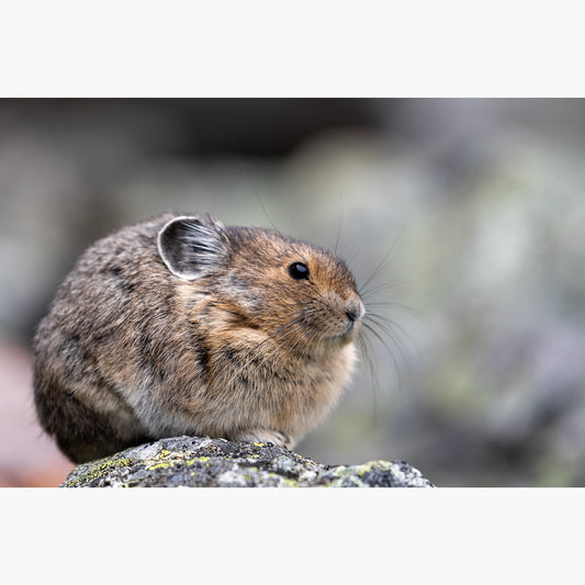 Chubby Pika