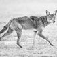 Coyote Trot