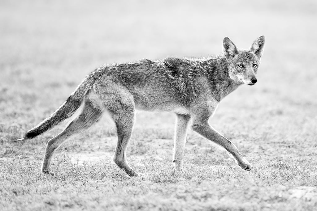 Coyote Trot