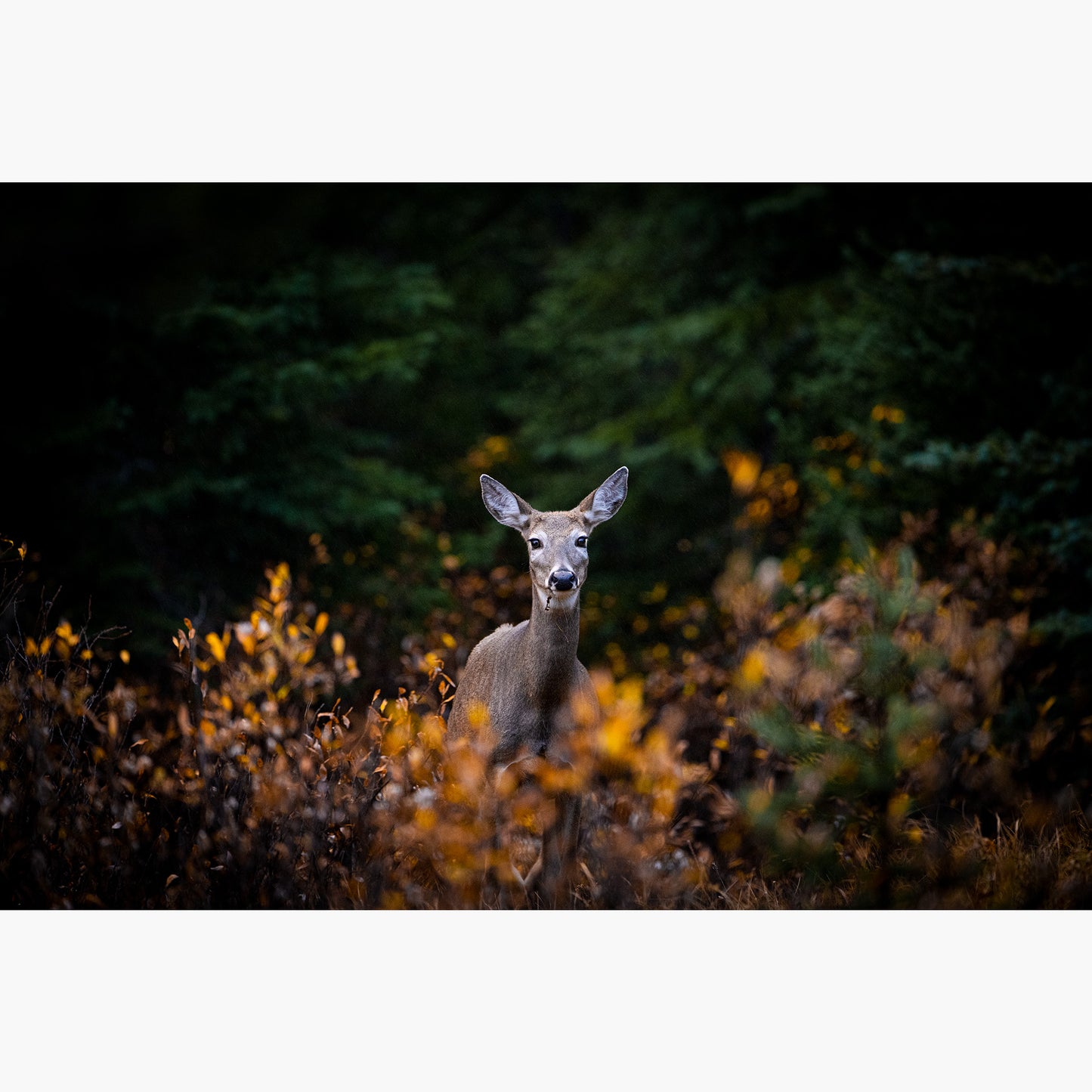 Deer in Fall Leaves