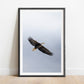 Soar