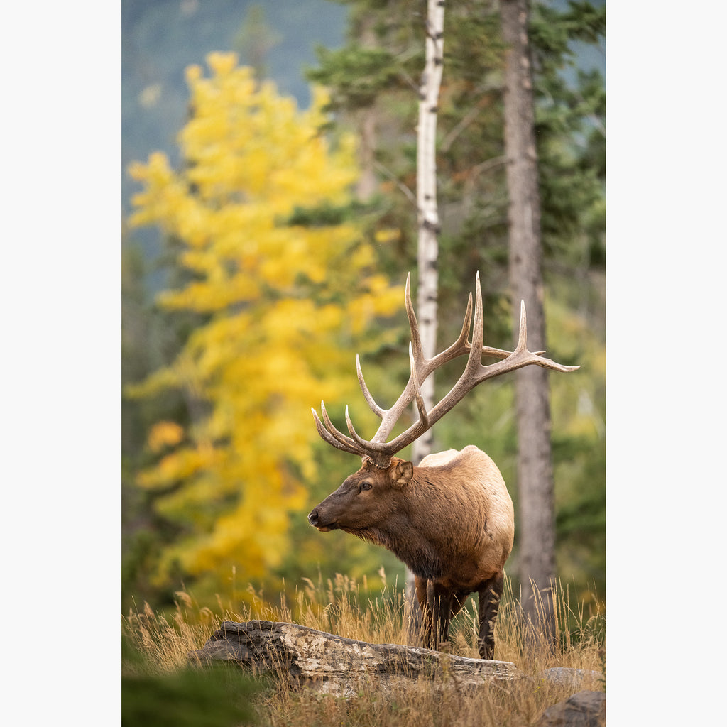 Elk in Fall Colours