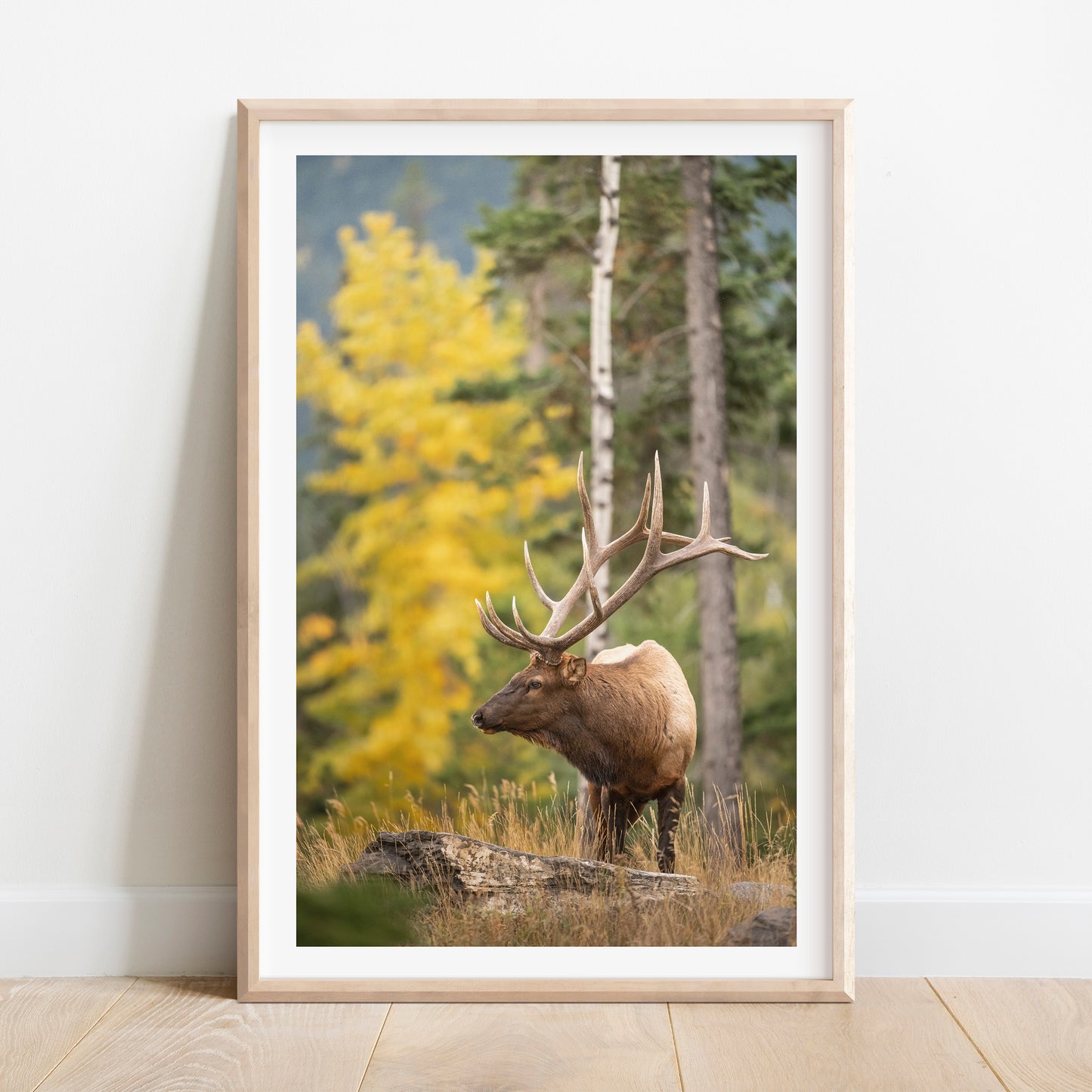 Elk in Fall Colours