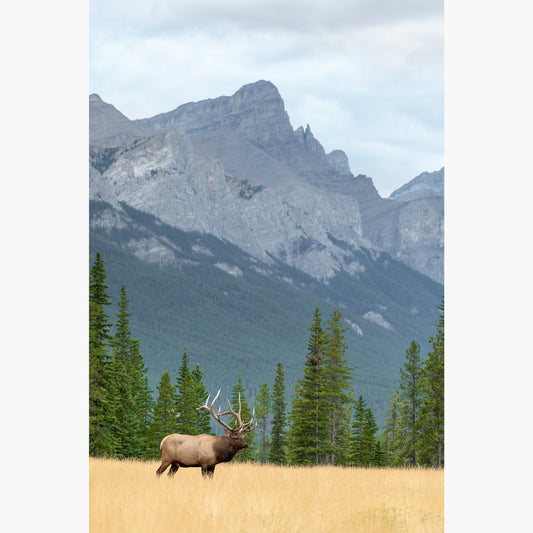 Elk in Meadow