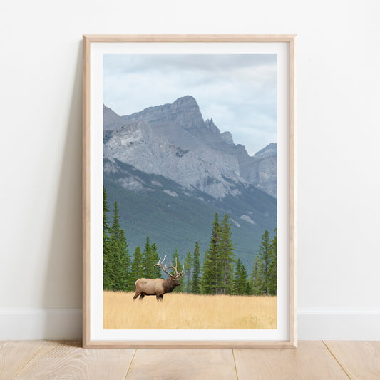 Elk in Meadow