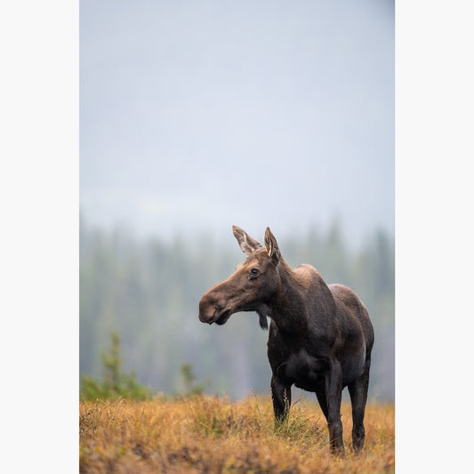 Fall Moose 2