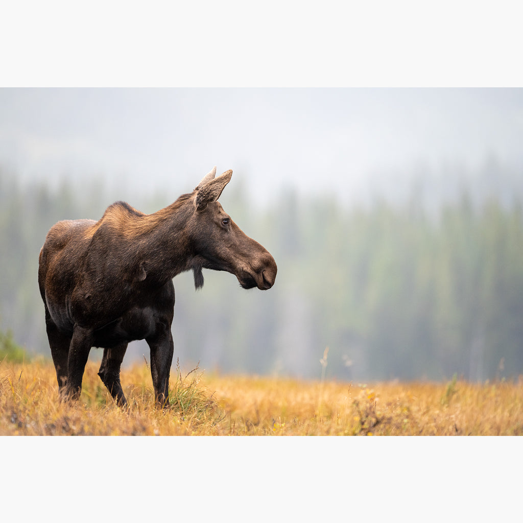 Fall Moose