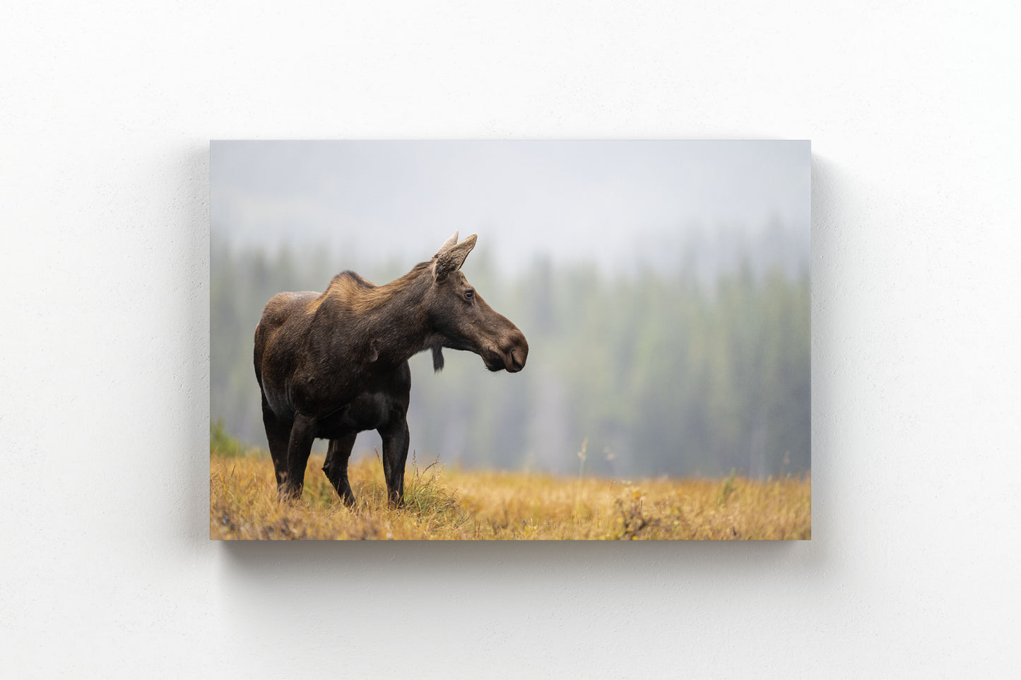 Fall Moose