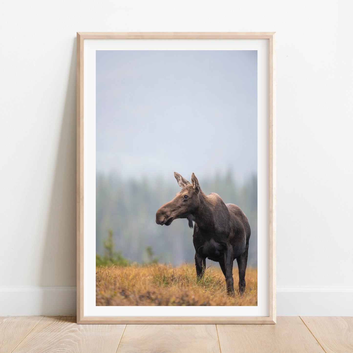 Fall Moose 2