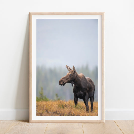 Fall Moose 2