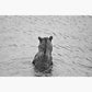 Fishing Bear