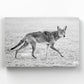 Coyote Trot