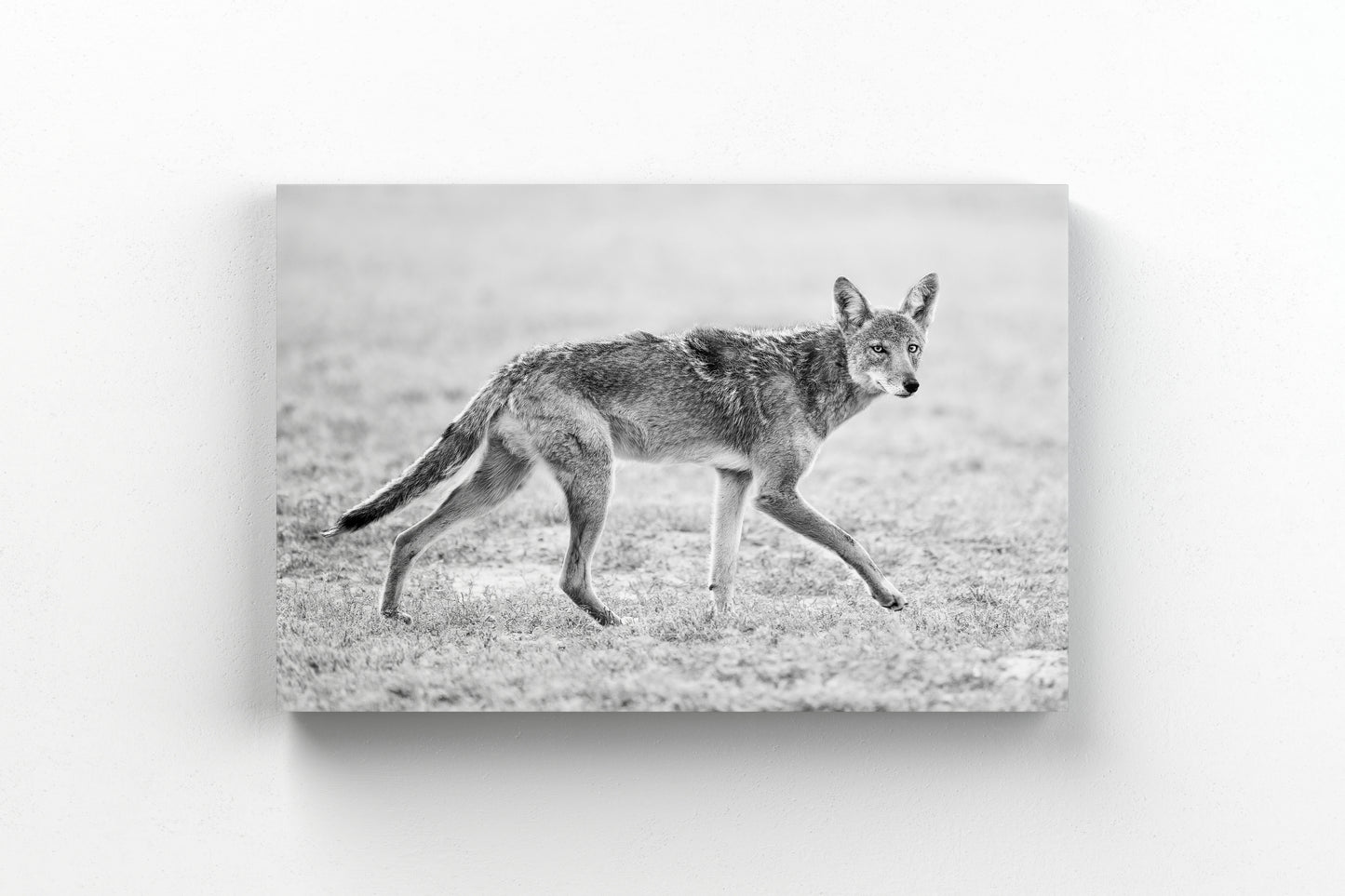 Coyote Trot