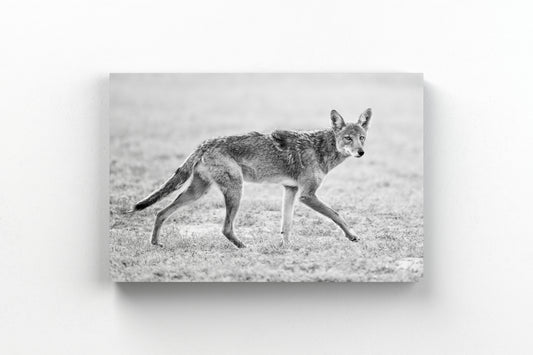 Coyote Trot