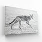 Coyote Trot