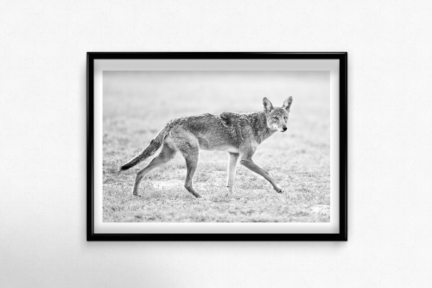 Coyote Trot