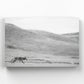 Grasslands Coyote