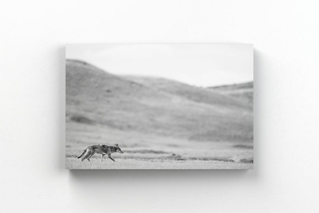 Grasslands Coyote