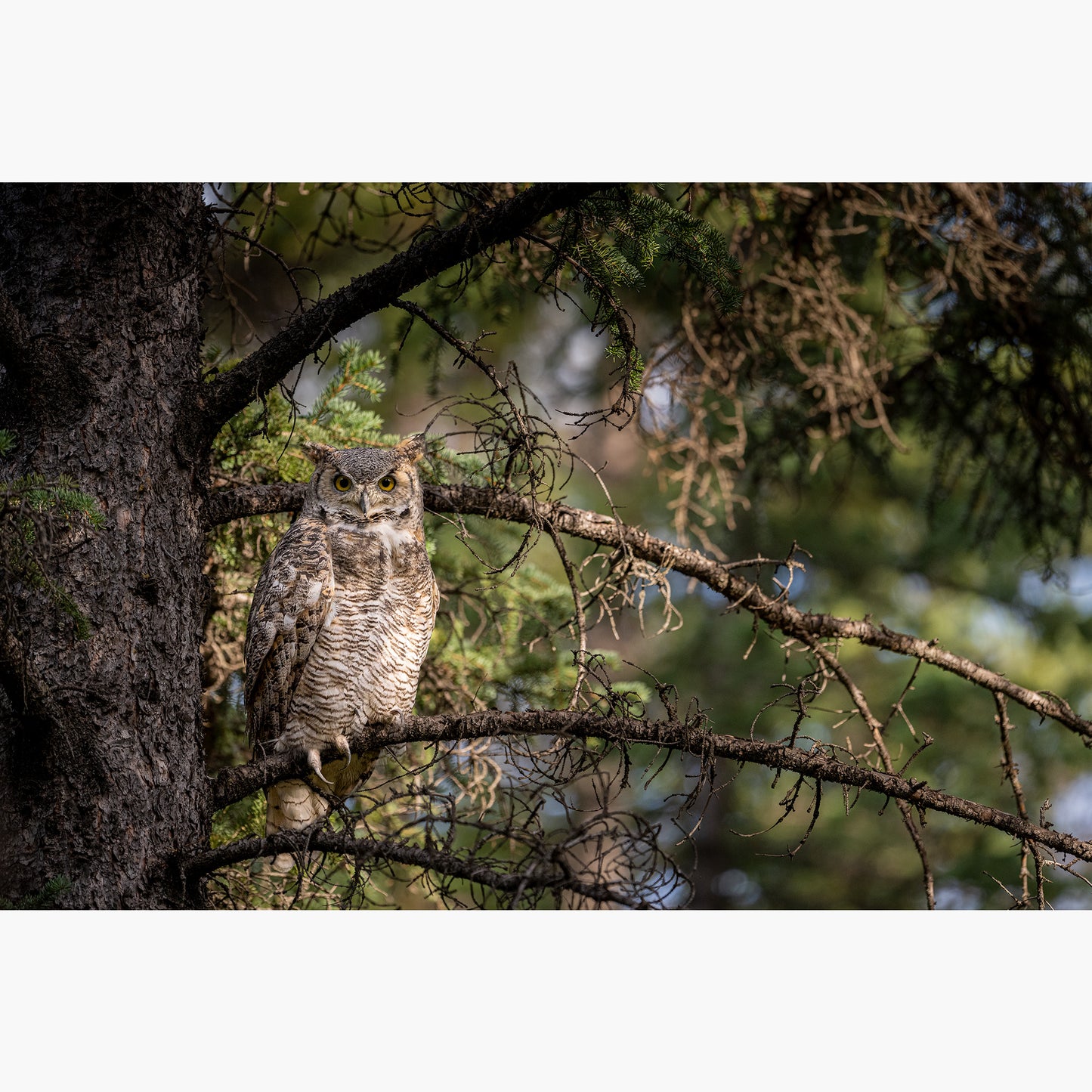 Great Horned Owl