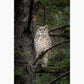 Great Horned Owl Portrait