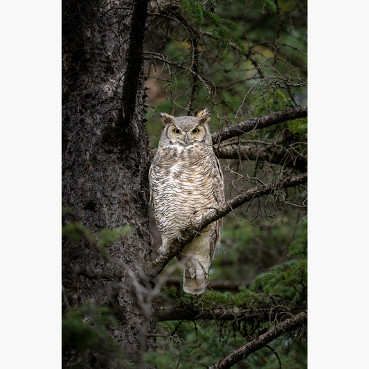 Great Horned Owl Portrait
