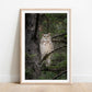 Great Horned Owl Portrait