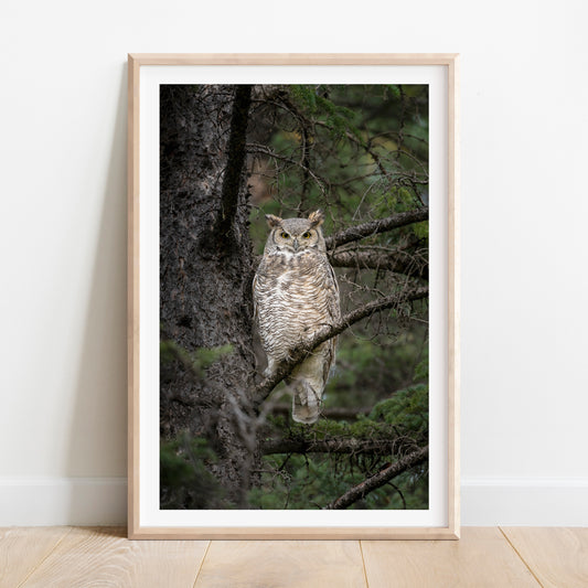 Great Horned Owl Portrait