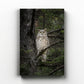 Great Horned Owl Portrait