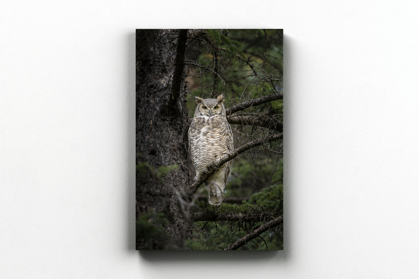 Great Horned Owl Portrait