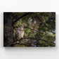 Great Horned Owl