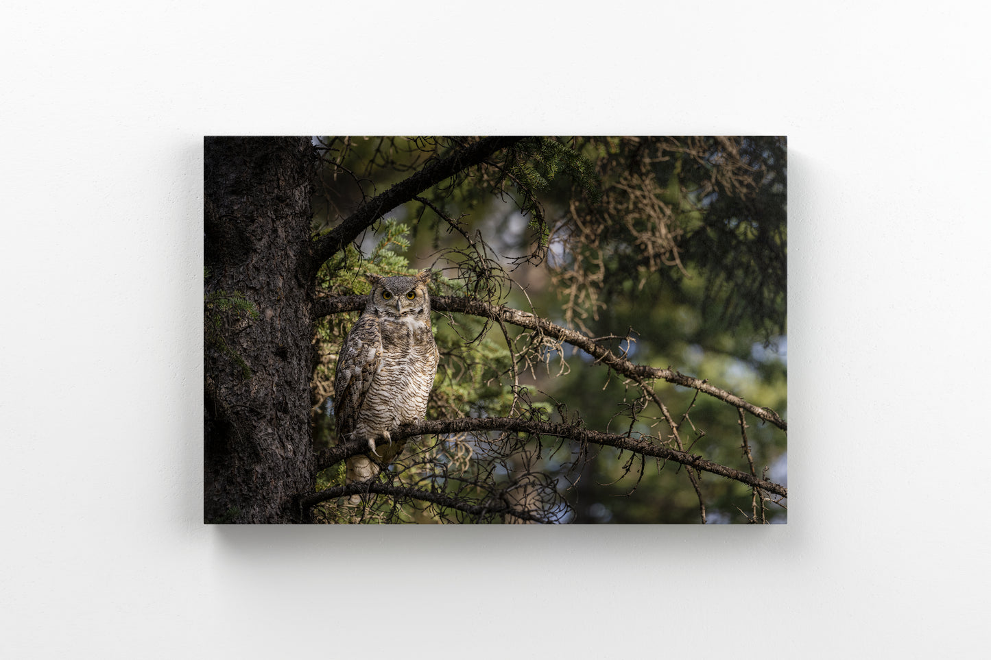 Great Horned Owl