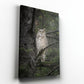 Great Horned Owl Portrait