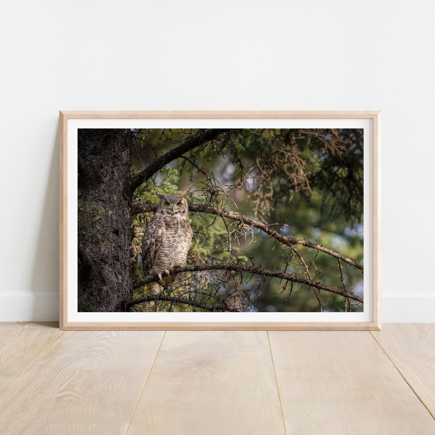 Great Horned Owl