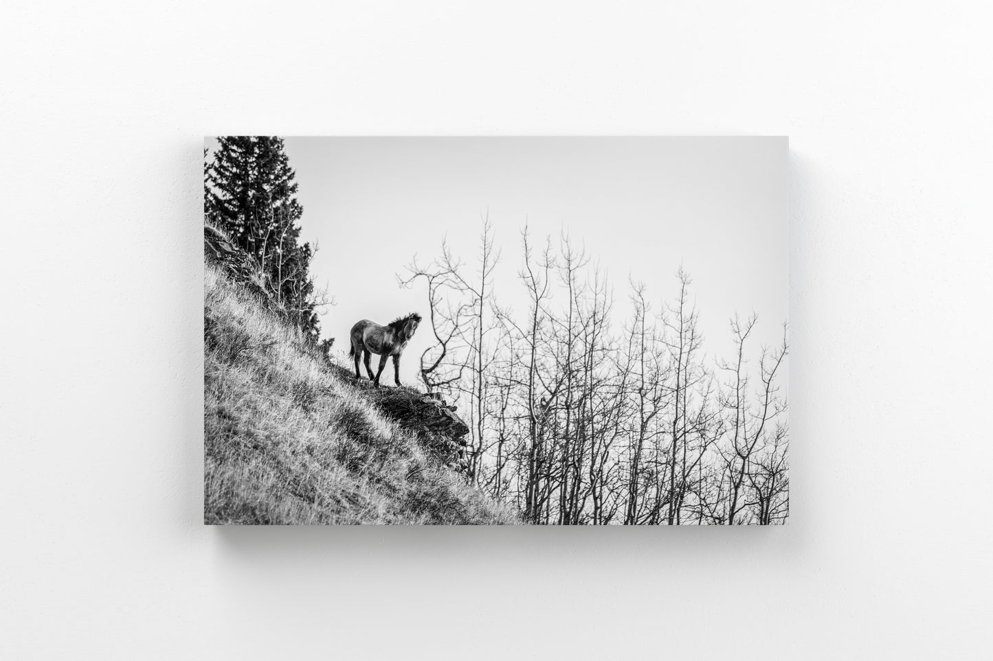 Horse on the Cliff