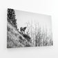 Horse on the Cliff