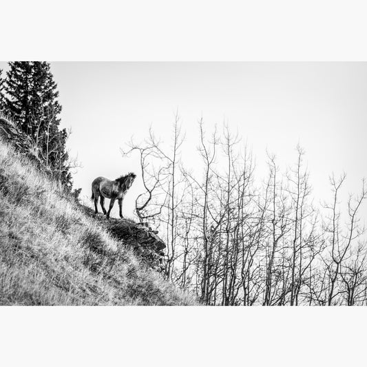 Horse on the Cliff