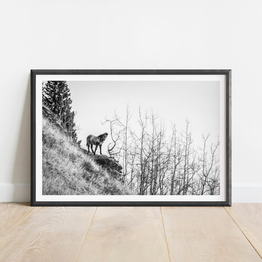 Horse on the Cliff