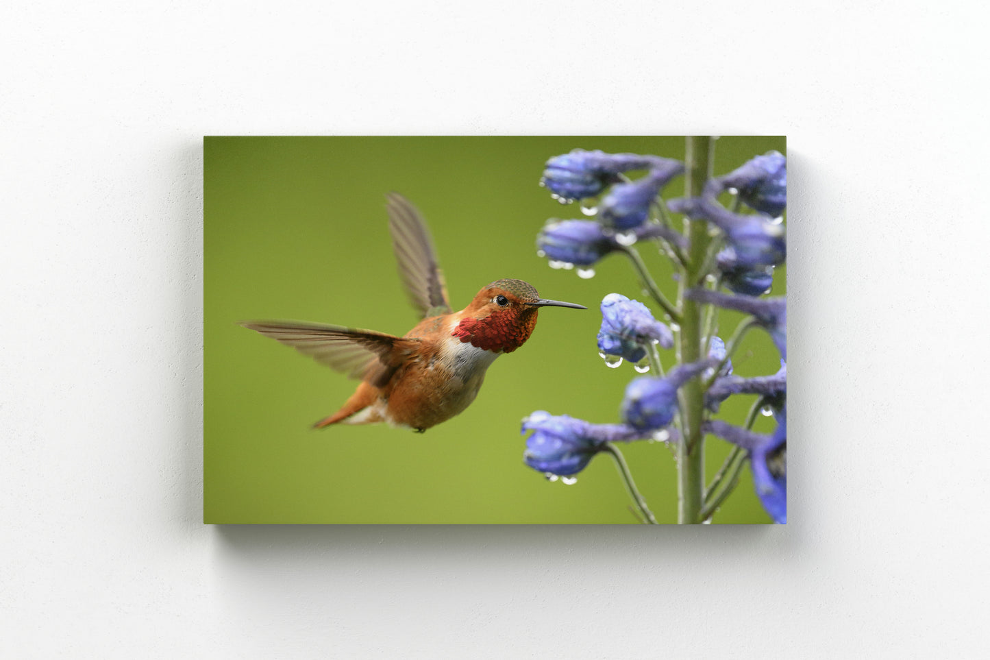 Rufous Hummingbird