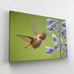 Rufous Hummingbird