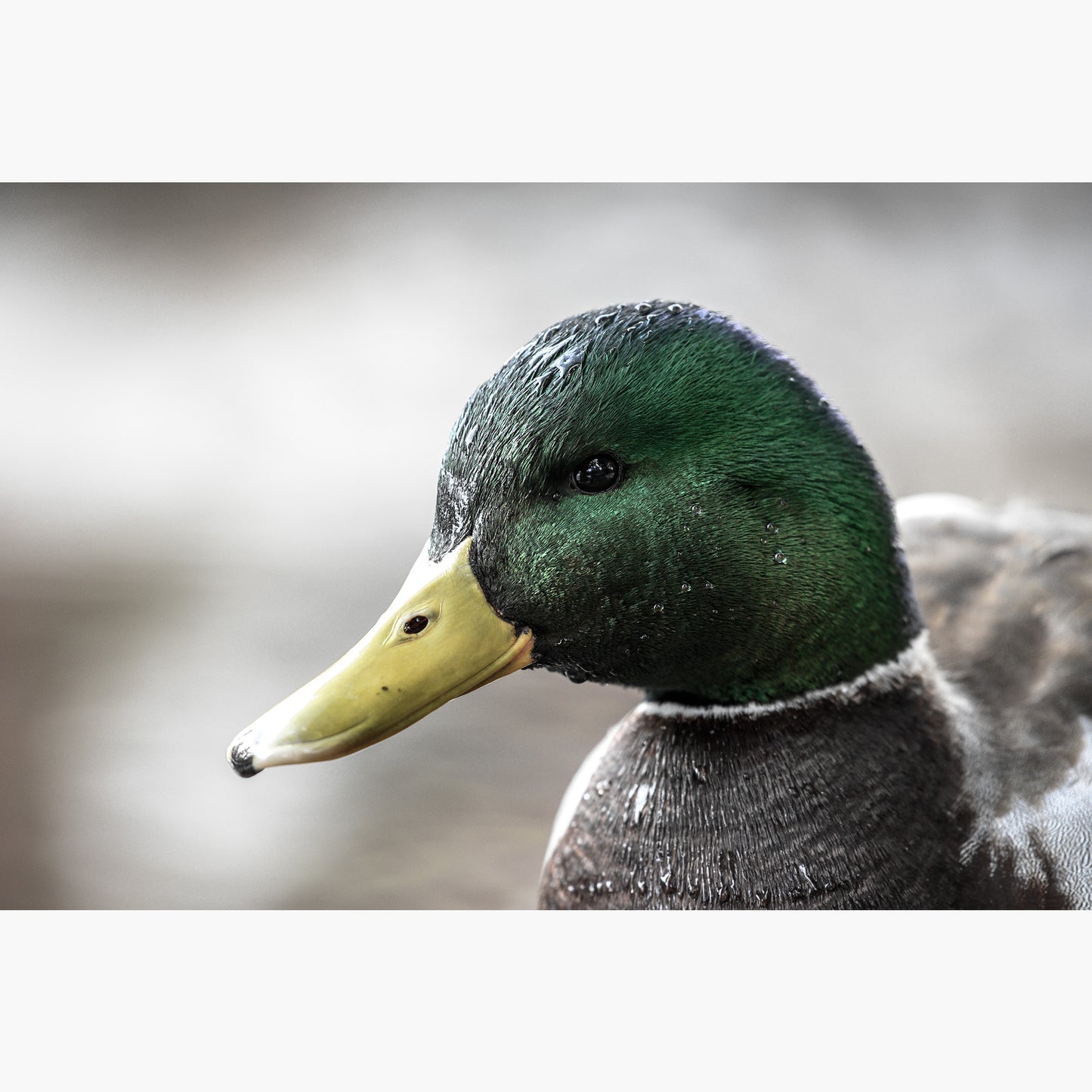 Mallard Portrait