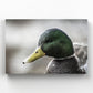 Mallard Portrait