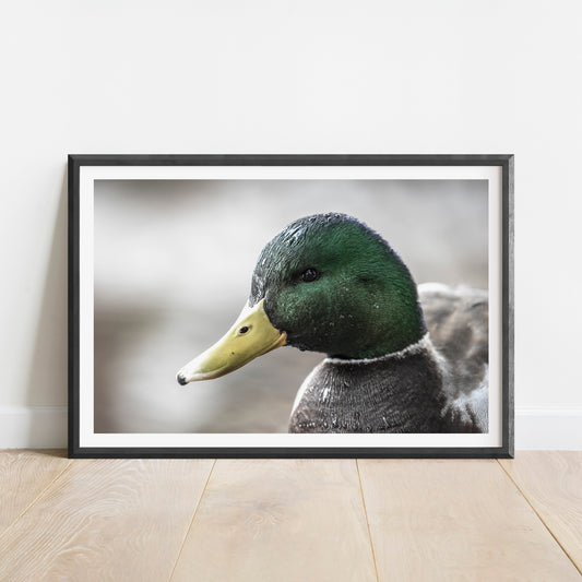 Mallard Portrait