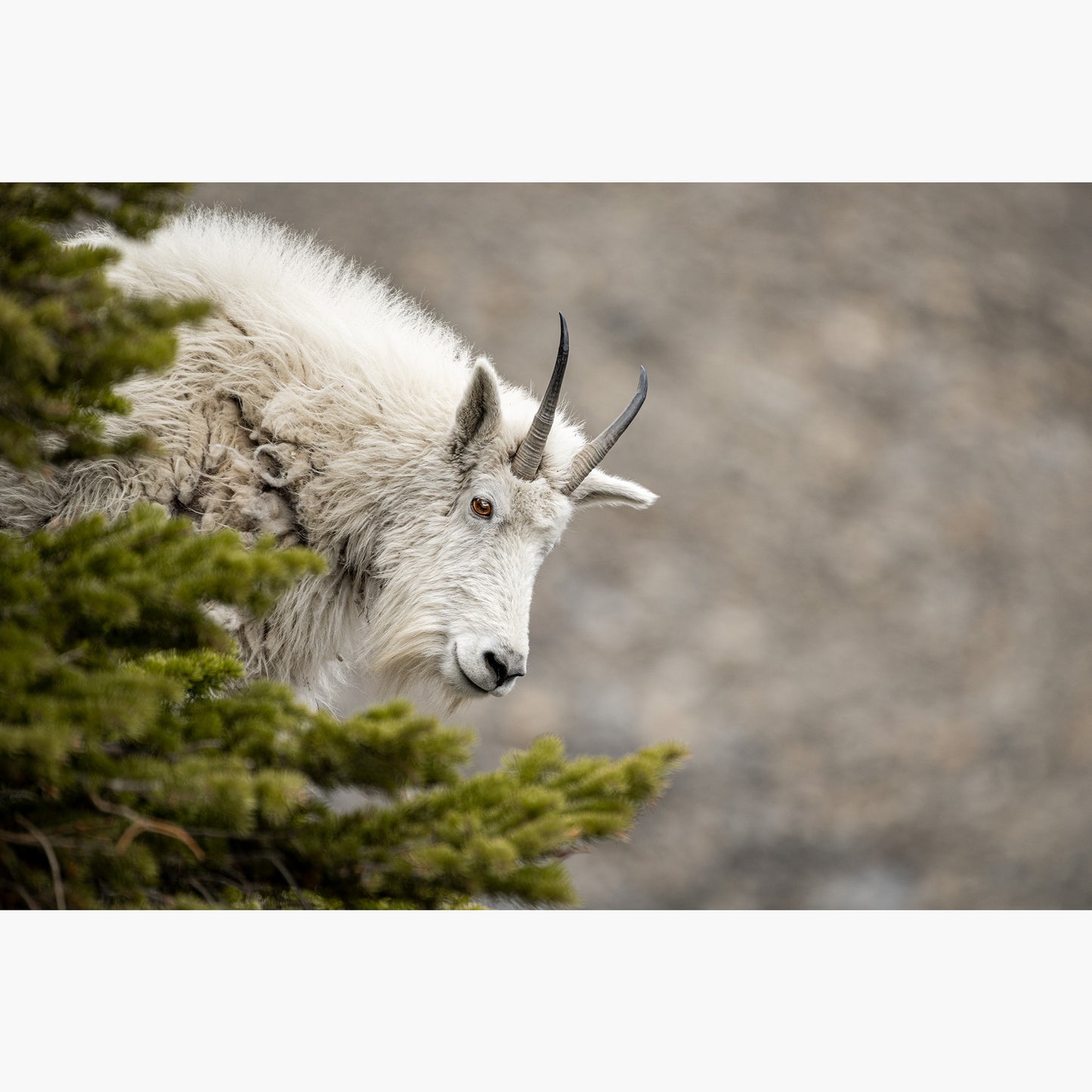 Mountain Goat Gaze