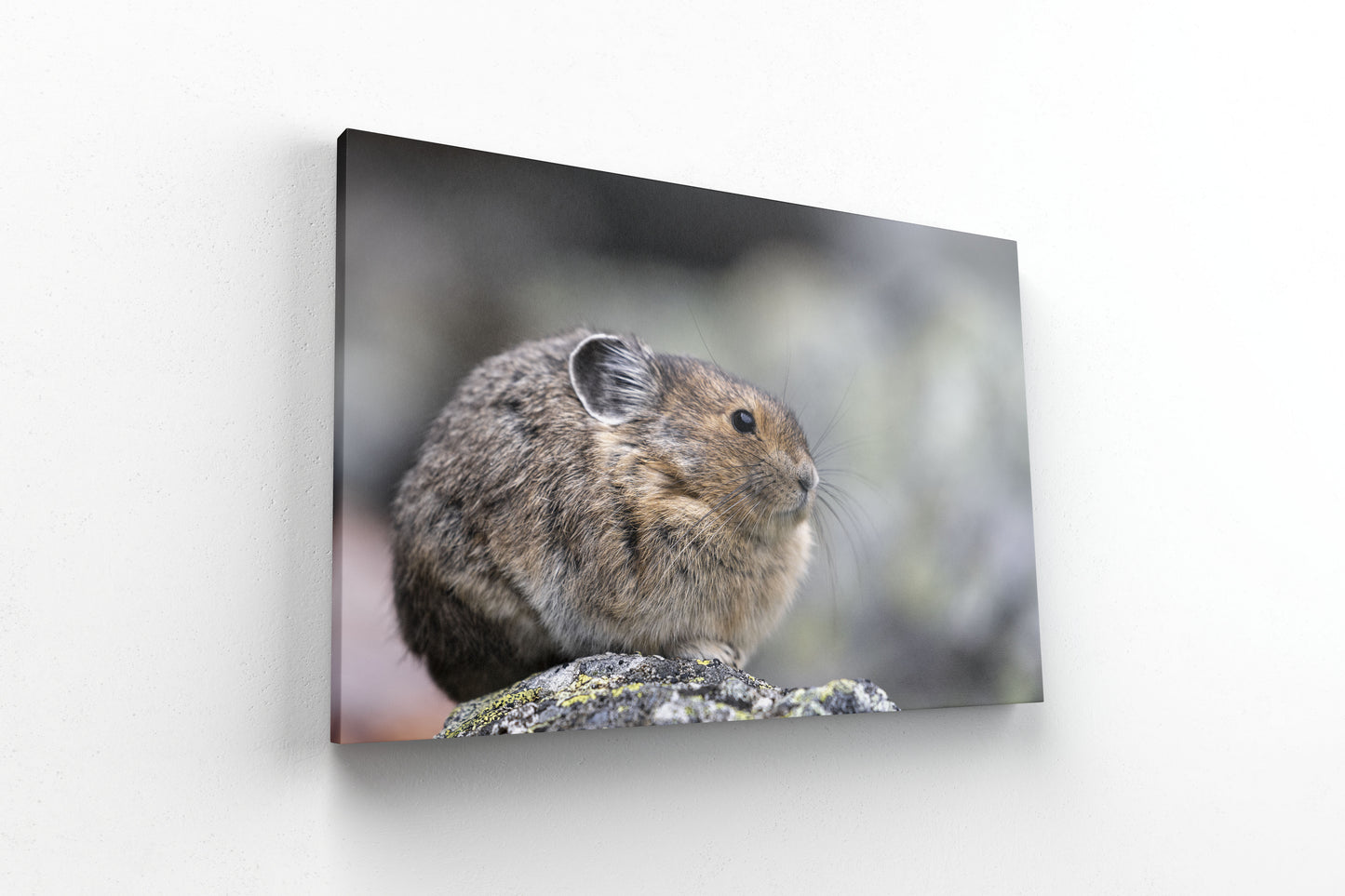 Chubby Pika