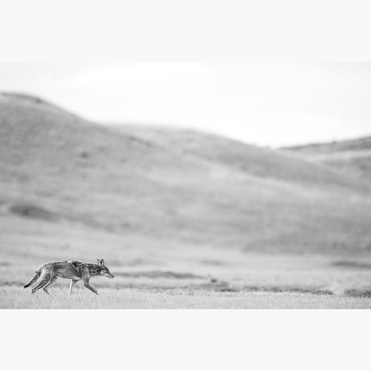 Grasslands Coyote