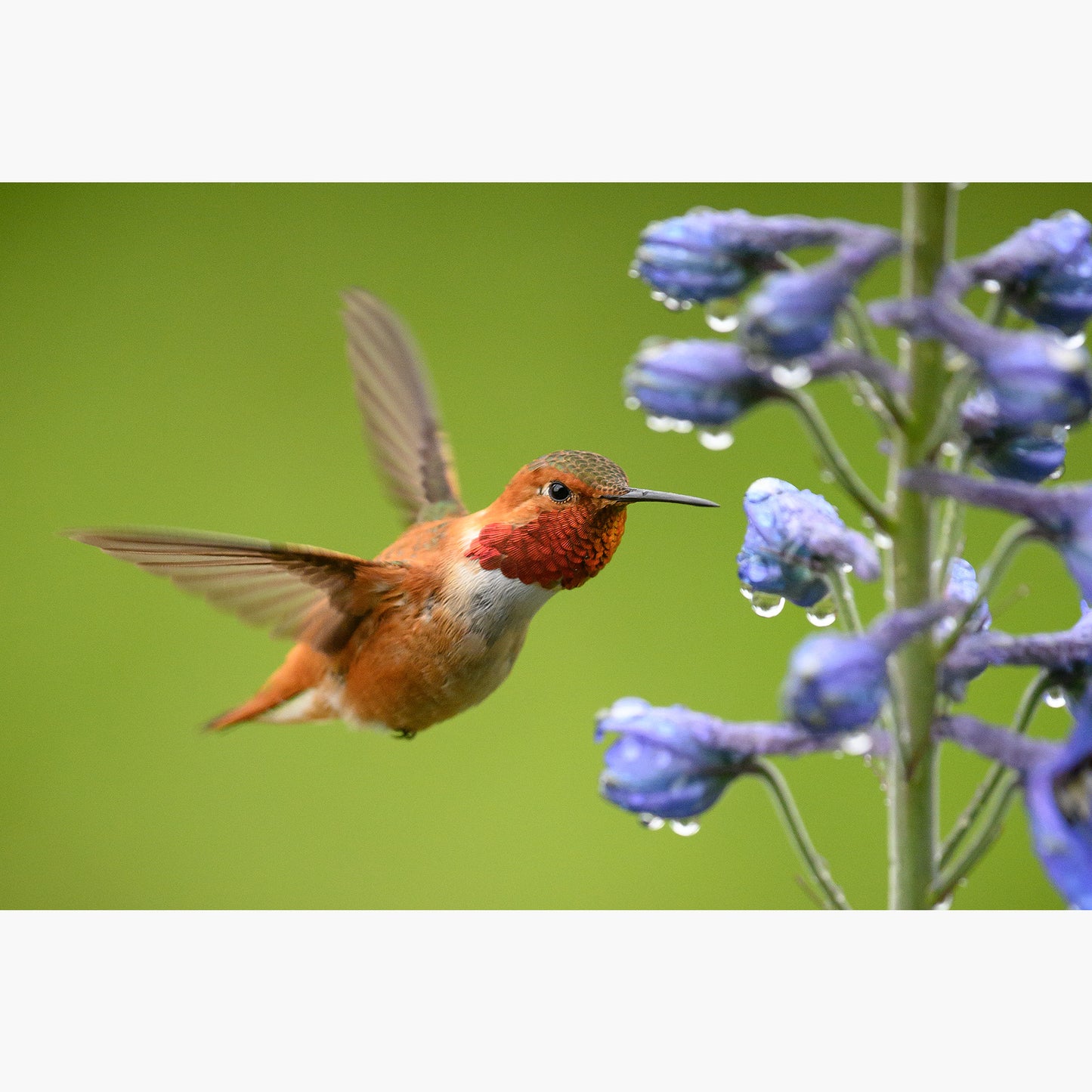 Rufous Hummingbird