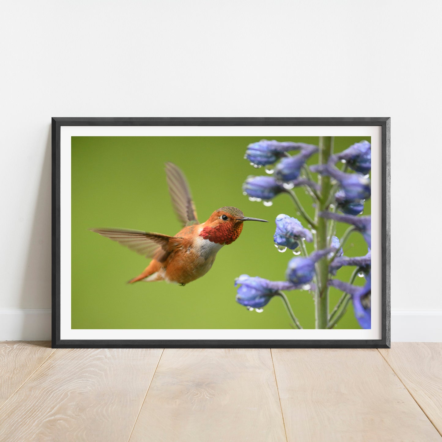 Rufous Hummingbird