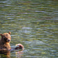 Salmon Bear